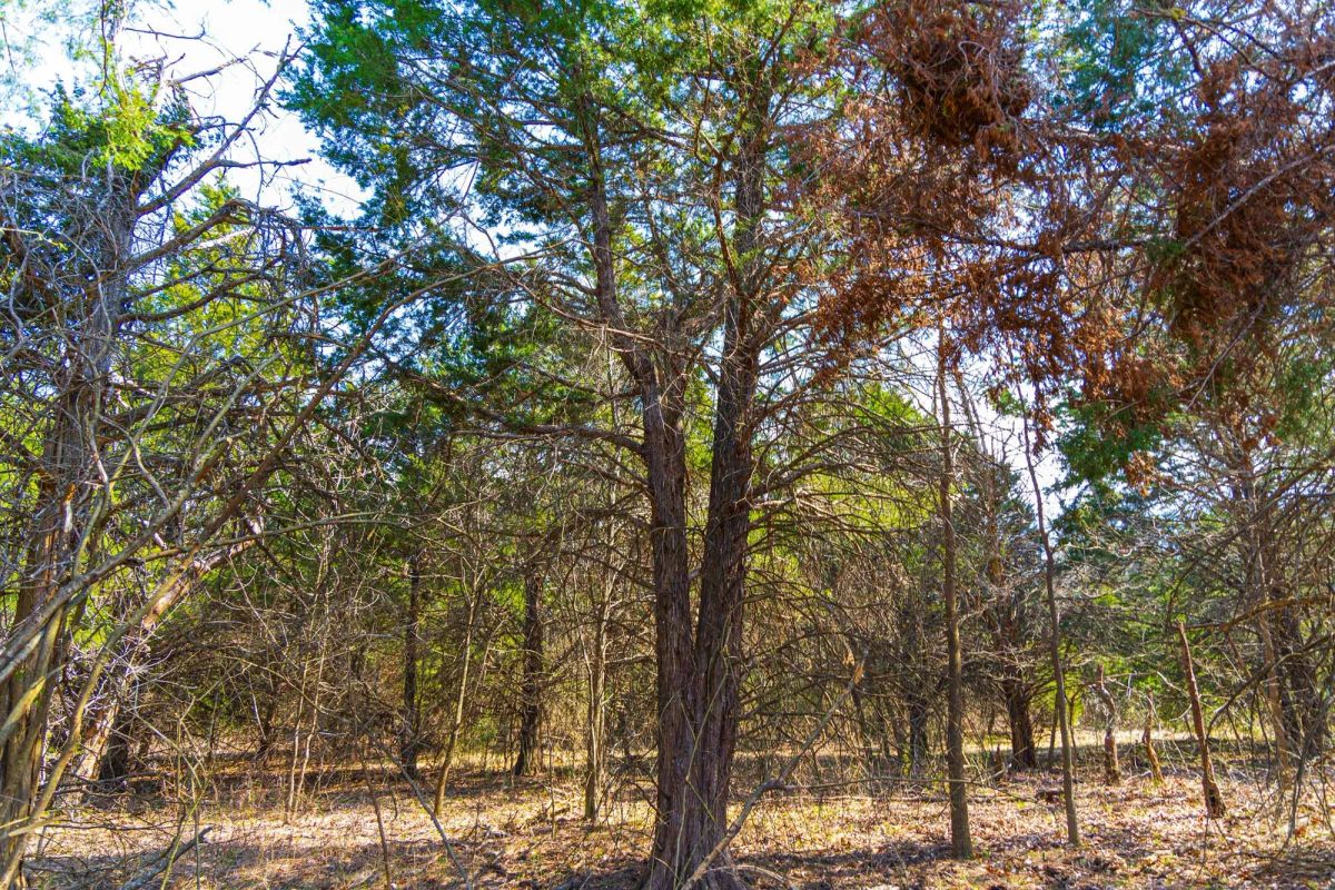 Decorative background for Reserves At Cattail Cove Phase I Tract 25 image 8