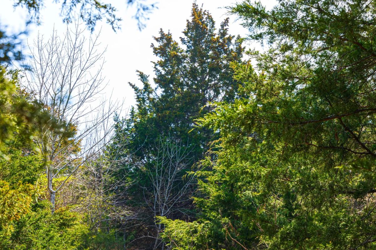 Decorative background for Reserves At Cattail Cove Phase I Tract 25 image 10