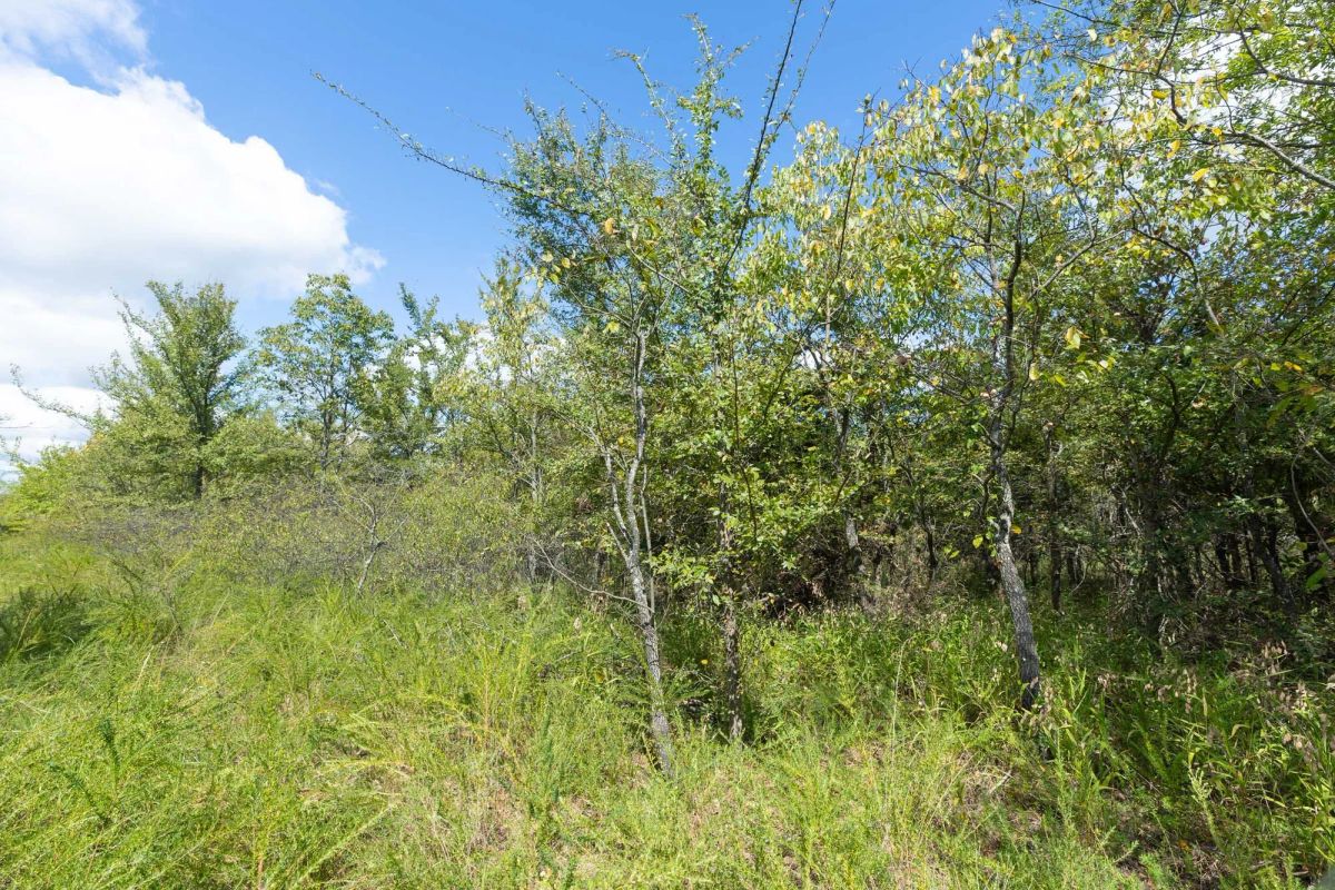 Decorative background for Reserves At Cattail Cove Phase II Tract 100 image 5