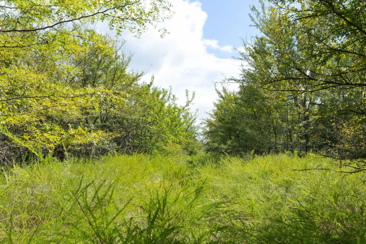 Decorative background for Reserves At Cattail Cove Phase II Tract 100 image 7