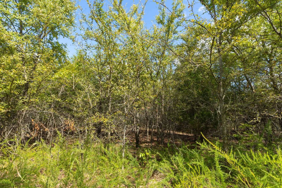 Decorative background for Reserves At Cattail Cove Phase II Tract 100 image 8