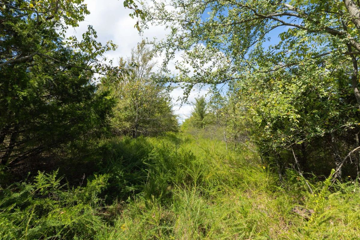 Decorative background for Reserves At Cattail Cove Phase II Tract 100 image 9