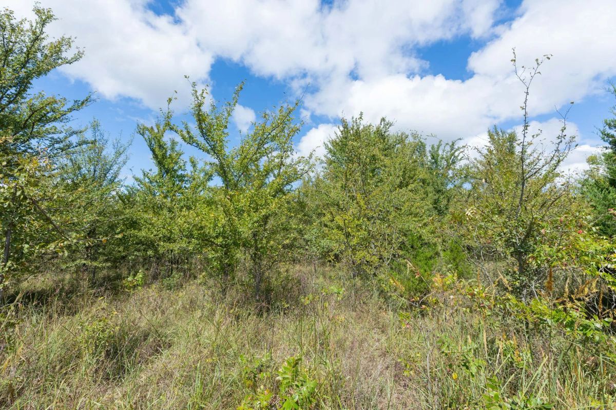 Decorative background for Reserves At Cattail Cove Phase II Tract 100 image 10