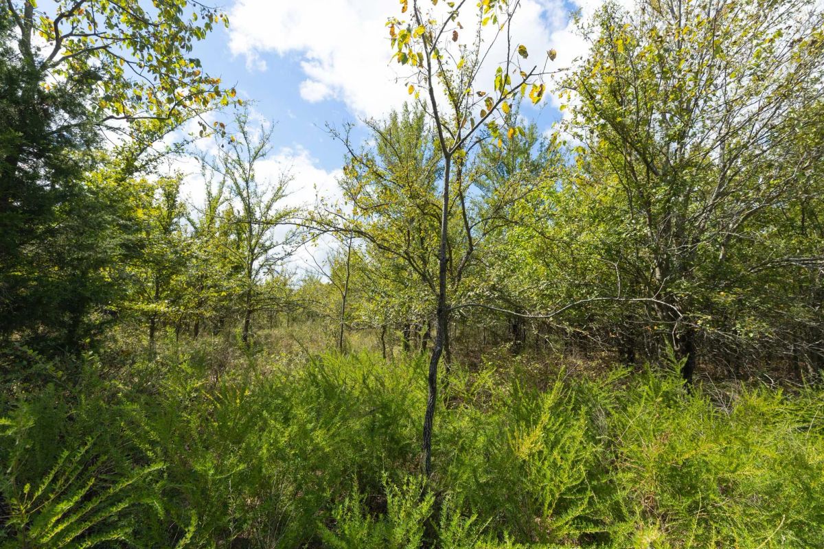Decorative background for Reserves At Cattail Cove Phase II Tract 100 image 11