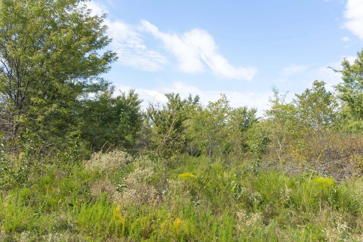 Decorative background for Reserves At Cattail Cove Phase II Tract 83 image 5