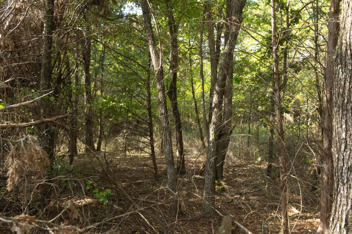 Decorative background for Reserves At Cattail Cove Phase II Tract 83 image 6