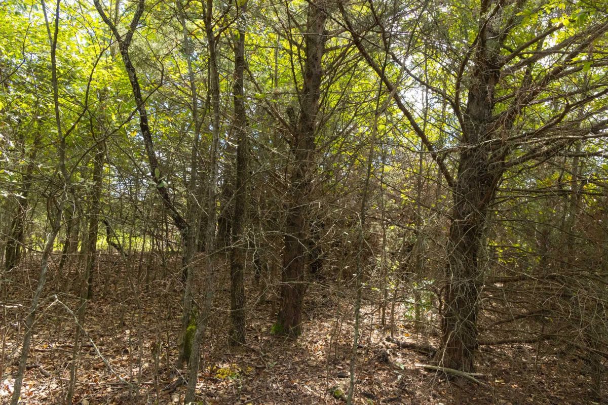Decorative background for Reserves At Cattail Cove Phase II Tract 83 image 7