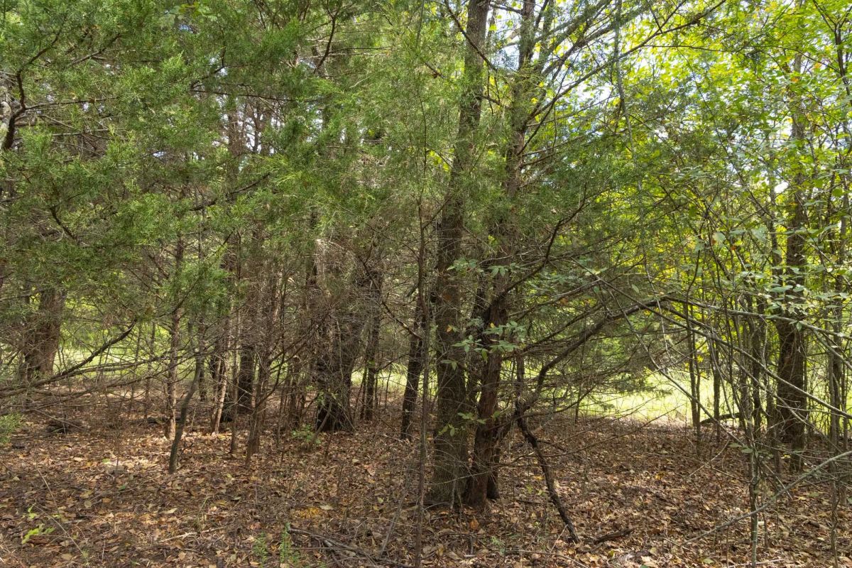 Decorative background for Reserves At Cattail Cove Phase II Tract 83 image 9