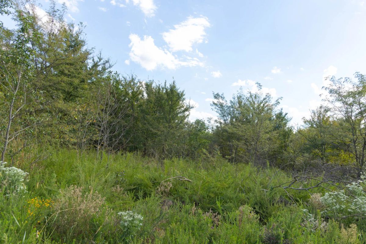 Decorative background for Reserves At Cattail Cove Phase II Tract 83 image 10