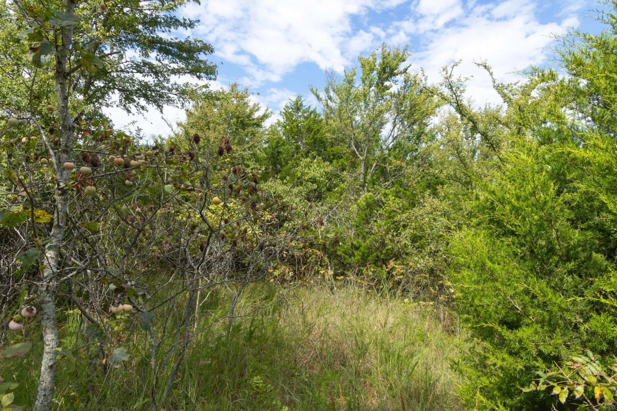 Decorative background for Reserves At Cattail Cove Phase II Tract 83 image 11