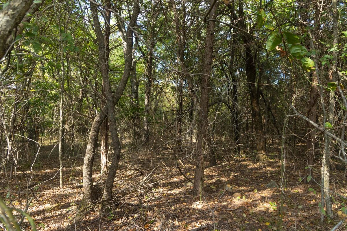 Decorative background for Reserves At Cattail Cove Phase II Tract 83 image 12