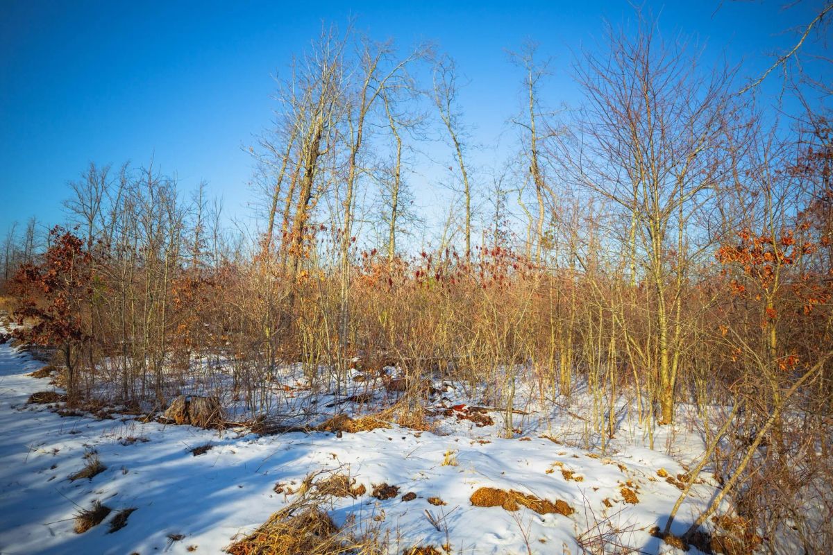 Decorative background for Sleepy Hollow Phase I Tract 29 image 8