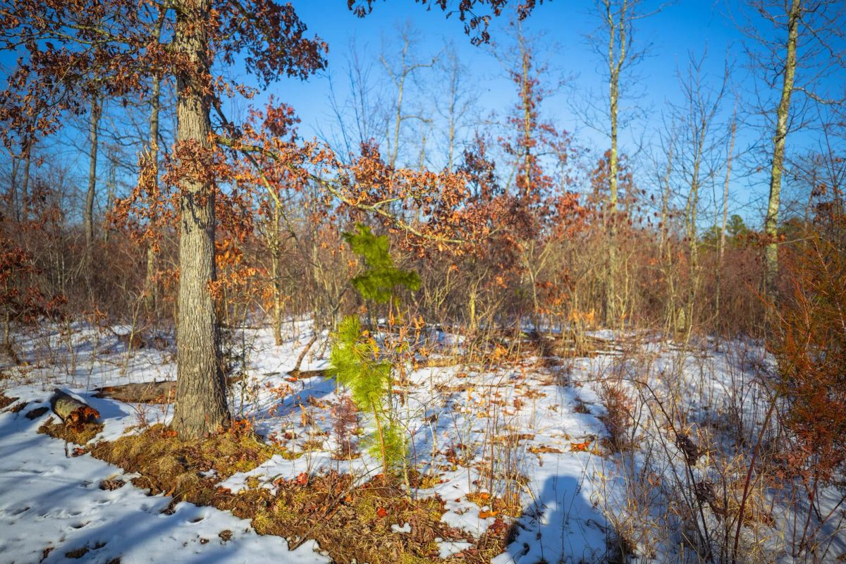 Decorative background for Sleepy Hollow Phase I Tract 29 image 9