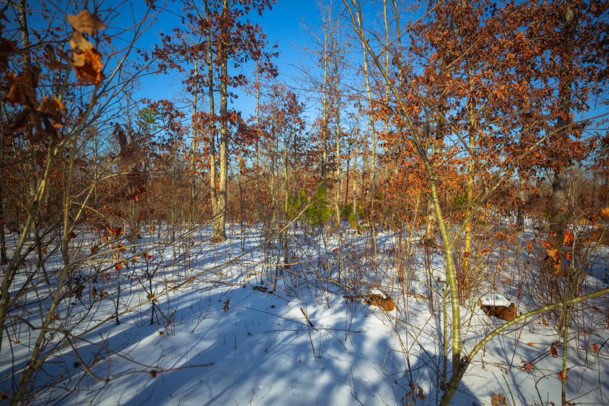 Decorative background for Sleepy Hollow Phase I Tract 29 image 10