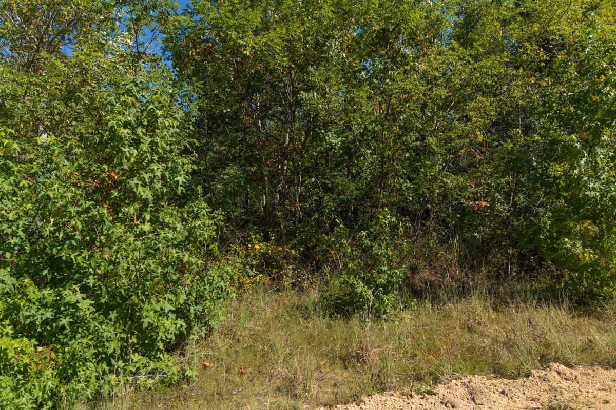 Big White Oak Tract 103 - Image 3