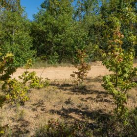 Big White Oak Tract 103 in Perry County, TN