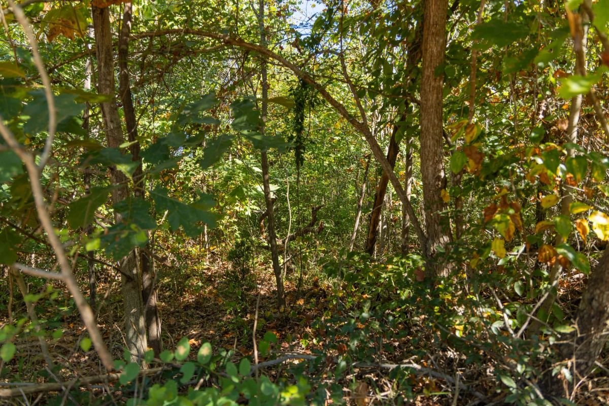 Decorative background for Big White Oak Tract 103 image 5