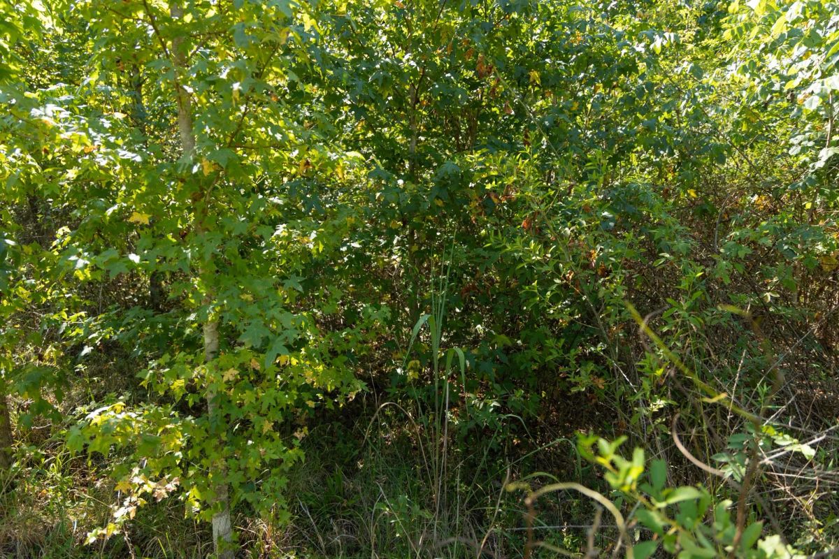Decorative background for Big White Oak Tract 103 image 7
