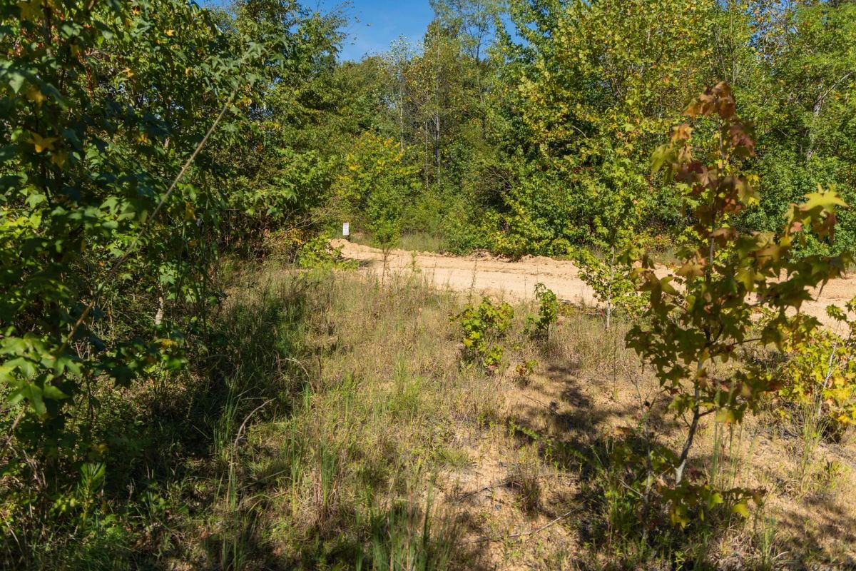 Decorative background for Big White Oak Tract 103 image 8