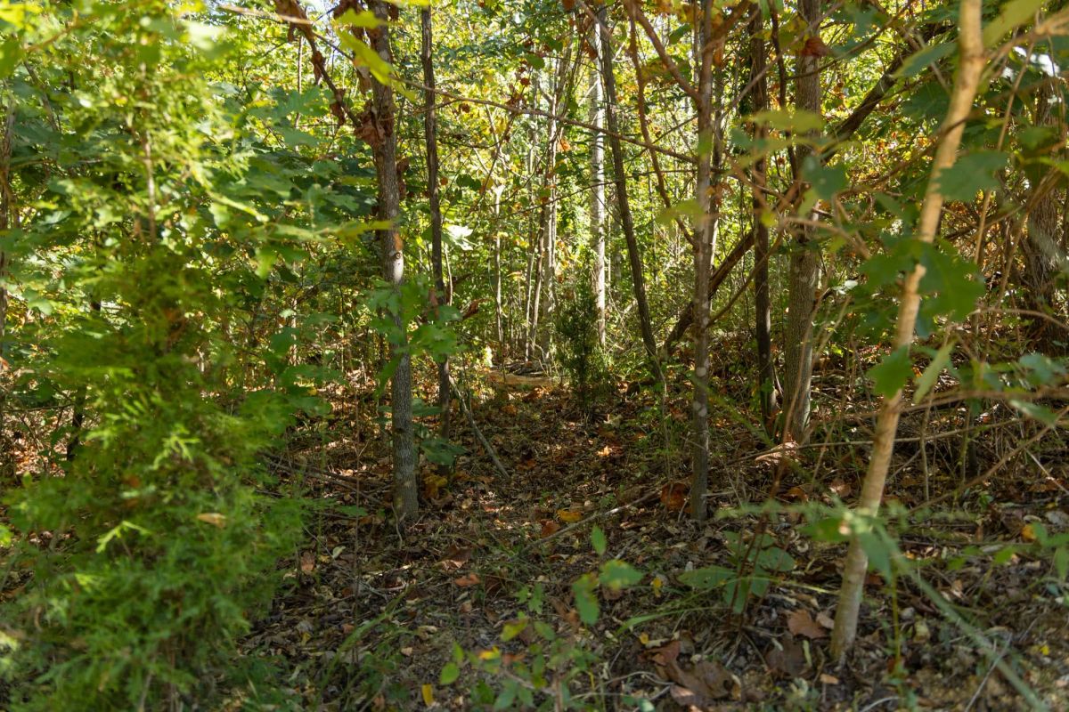 Decorative background for Big White Oak Tract 103 image 9