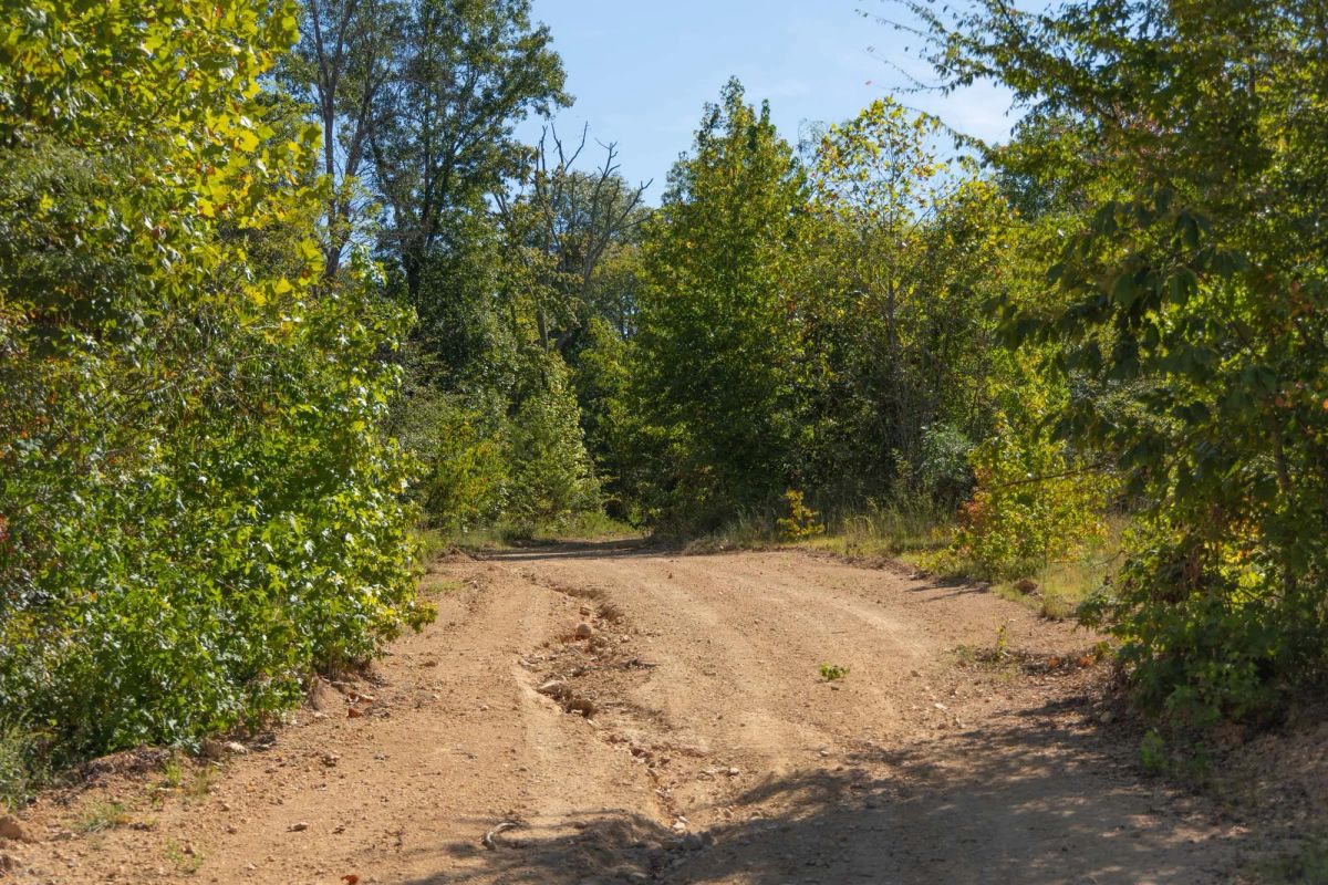 Decorative background for Big White Oak Tract 103 image 10