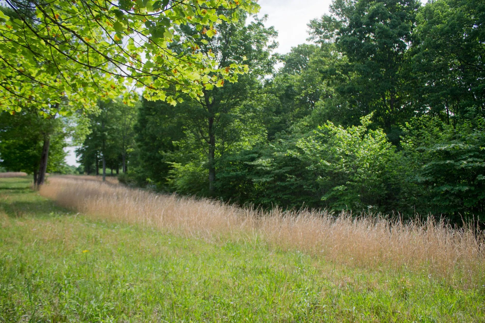Laurel Ridge Tract 4 in Casey County, KY