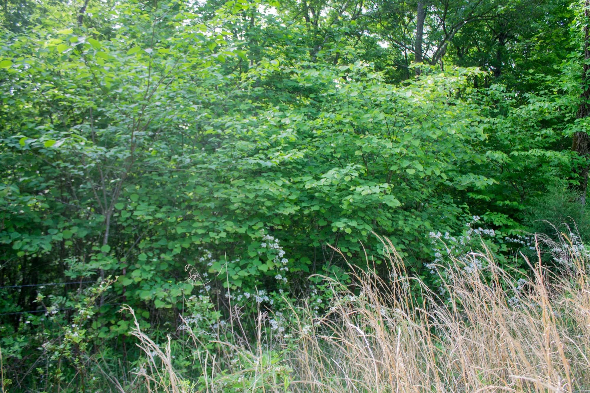 Laurel Ridge Tract 4 in Casey County, KY