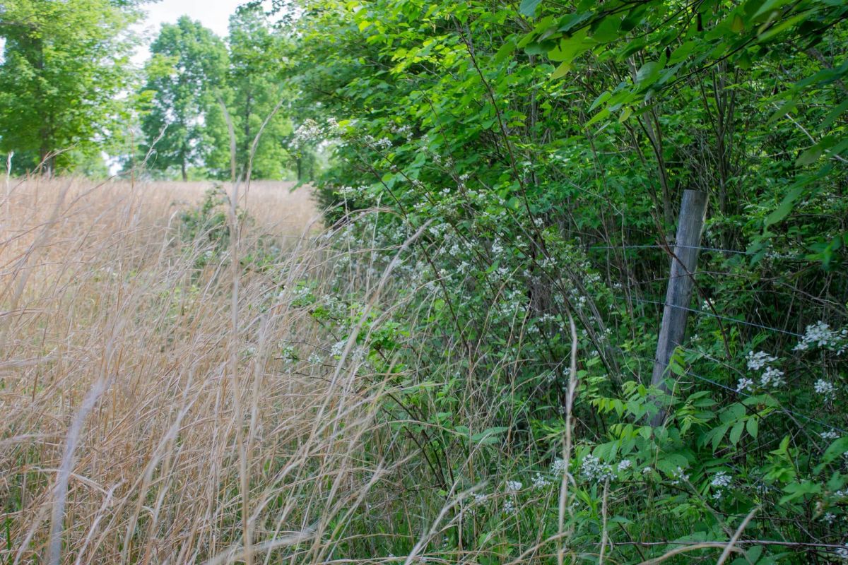 Decorative background for Laurel Ridge Tract 4 image 6