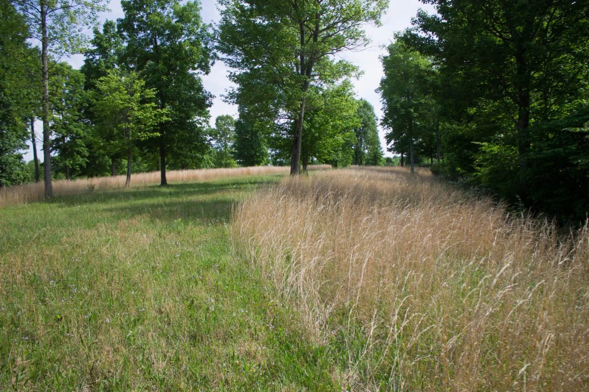 Decorative background for Laurel Ridge Tract 4 image 7