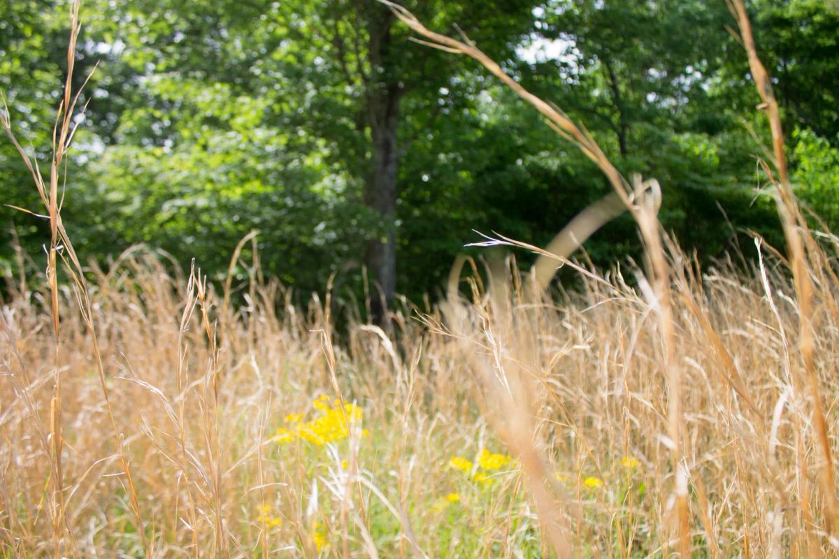 Decorative background for Laurel Ridge Tract 4 image 10