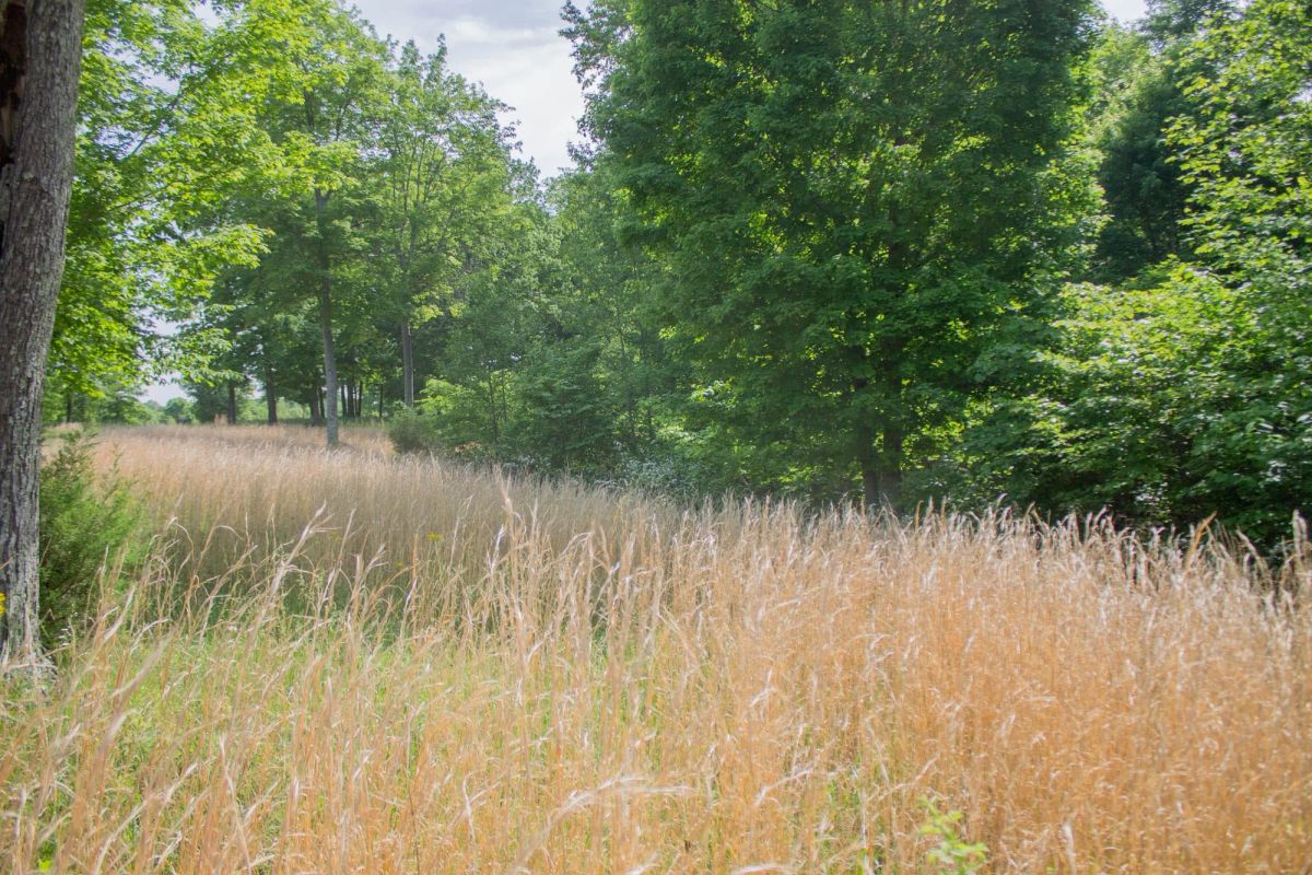 Decorative background for Laurel Ridge Tract 4 image 11