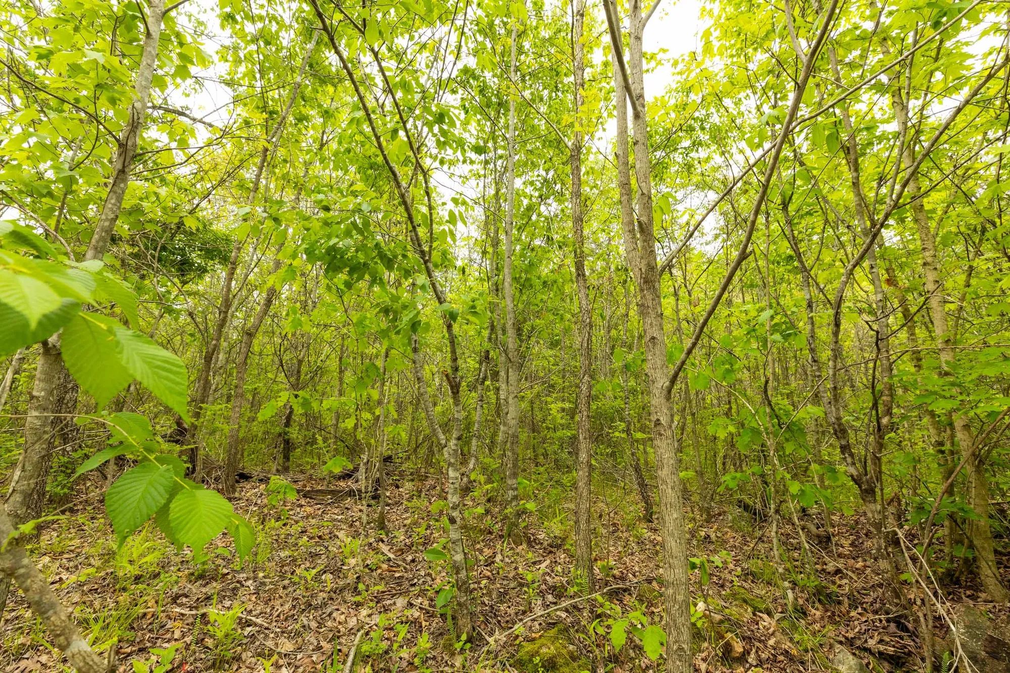 Double S Ranch Tract 5 in Reynolds County, MO