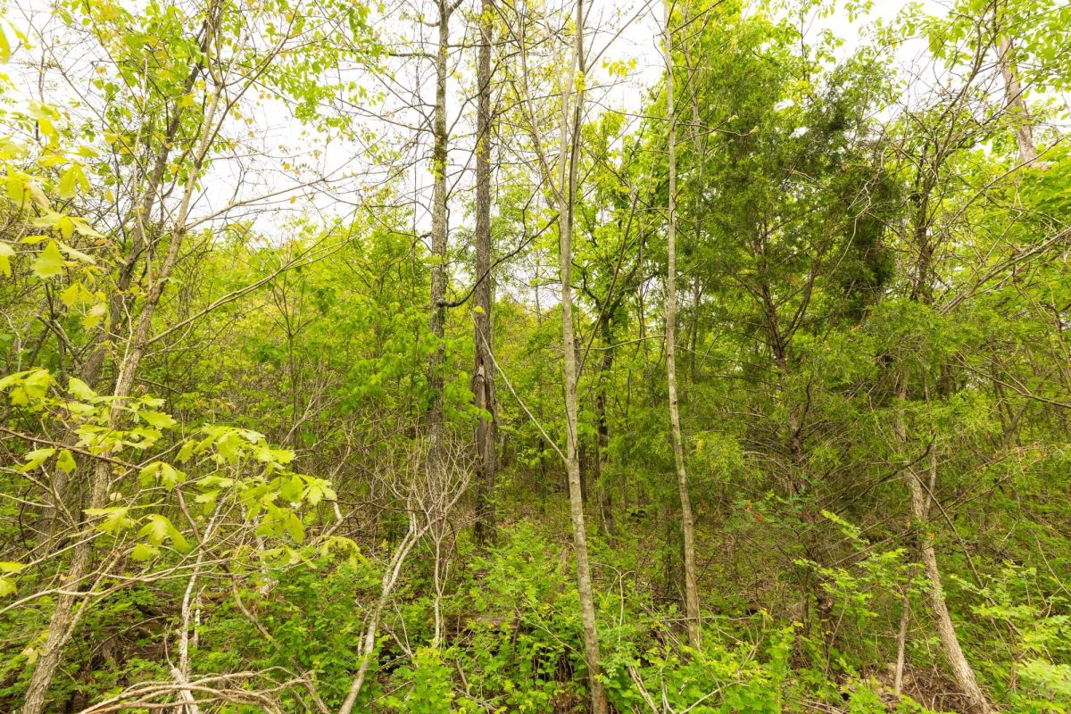 Decorative background for Double S Ranch Tract 5 image 5