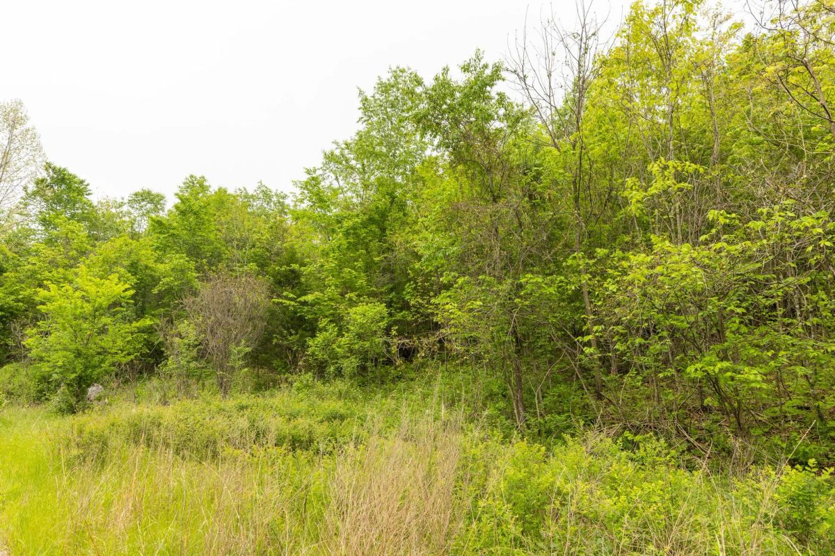Decorative background for Double S Ranch Tract 5 image 9