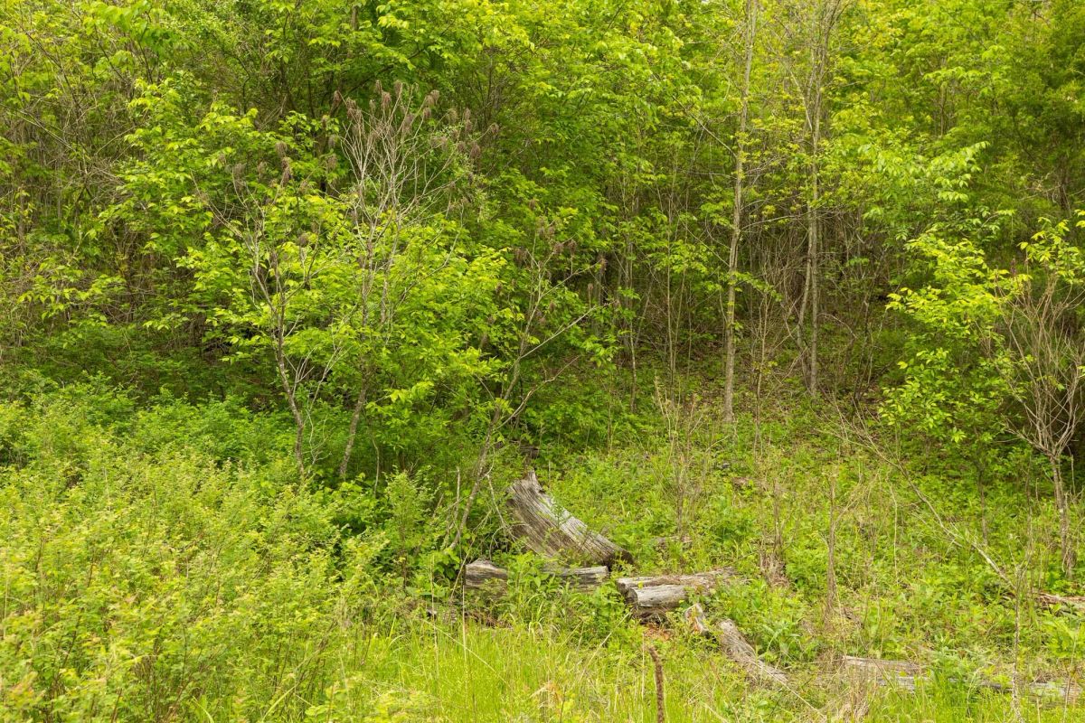 Decorative background for Double S Ranch Tract 5 image 11