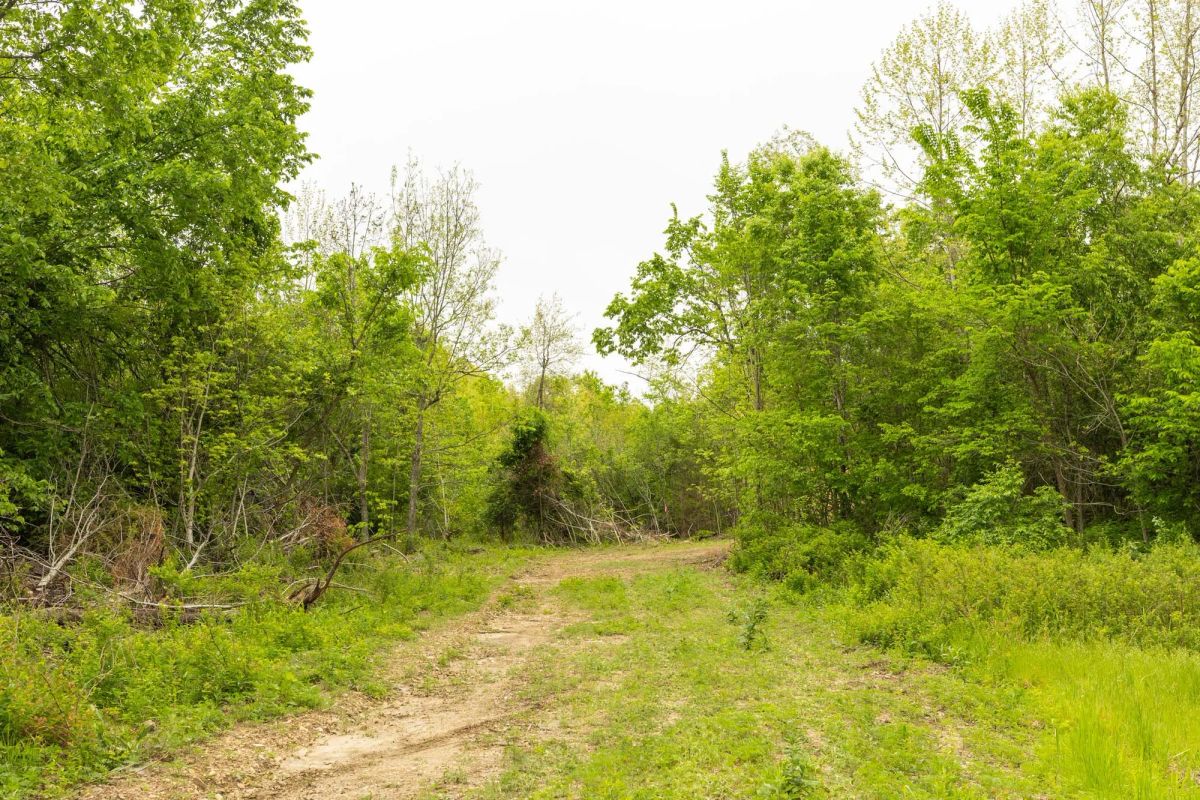 Decorative background for Double S Ranch Tract 5 image 12