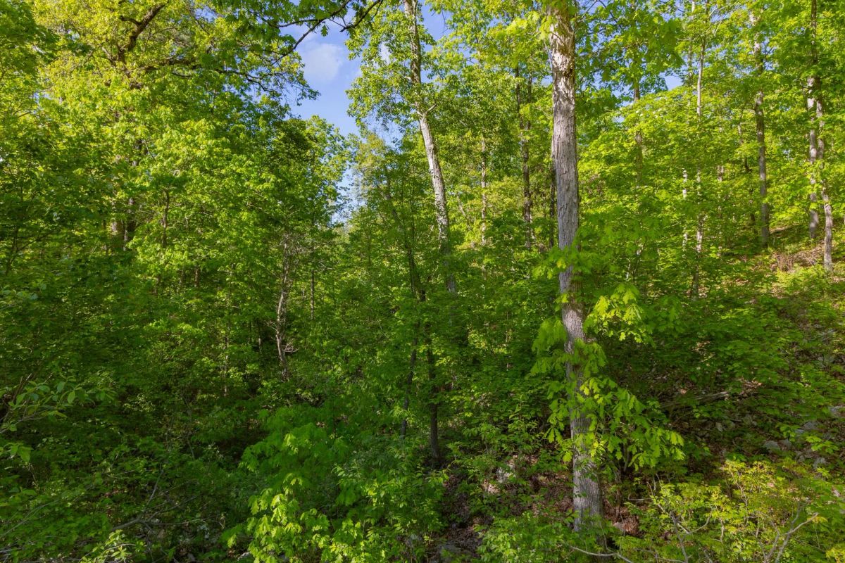 Decorative background for Sleepy Hollow Phase II Tract 63 image 7