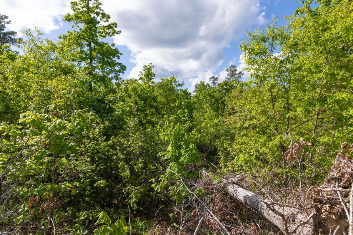 Decorative background for Sleepy Hollow Phase II Tract 63 image 8