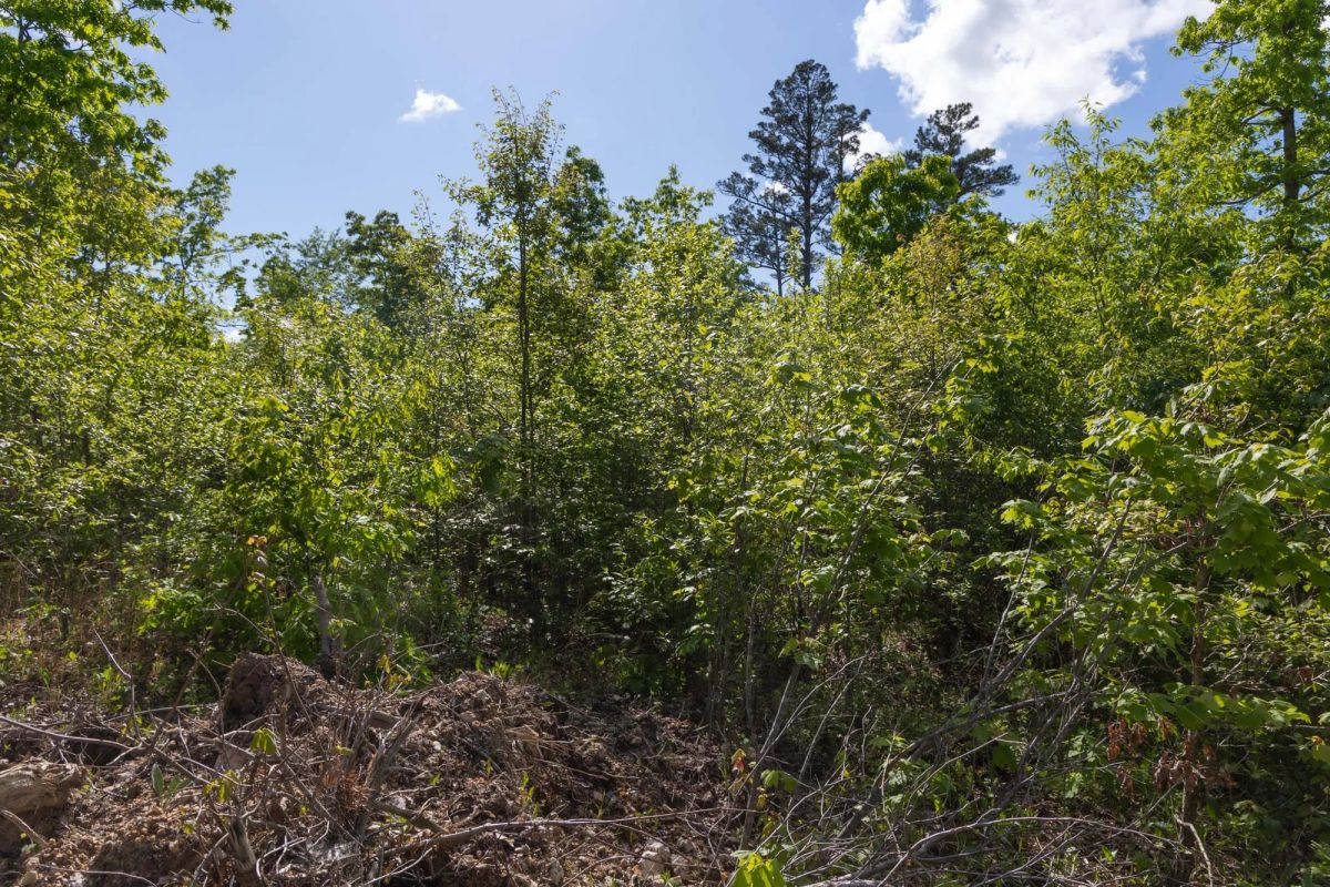 Decorative background for Sleepy Hollow Phase II Tract 63 image 10