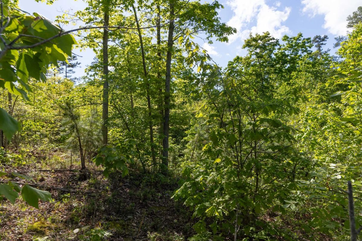 Decorative background for Sleepy Hollow Phase II Tract 63 image 11