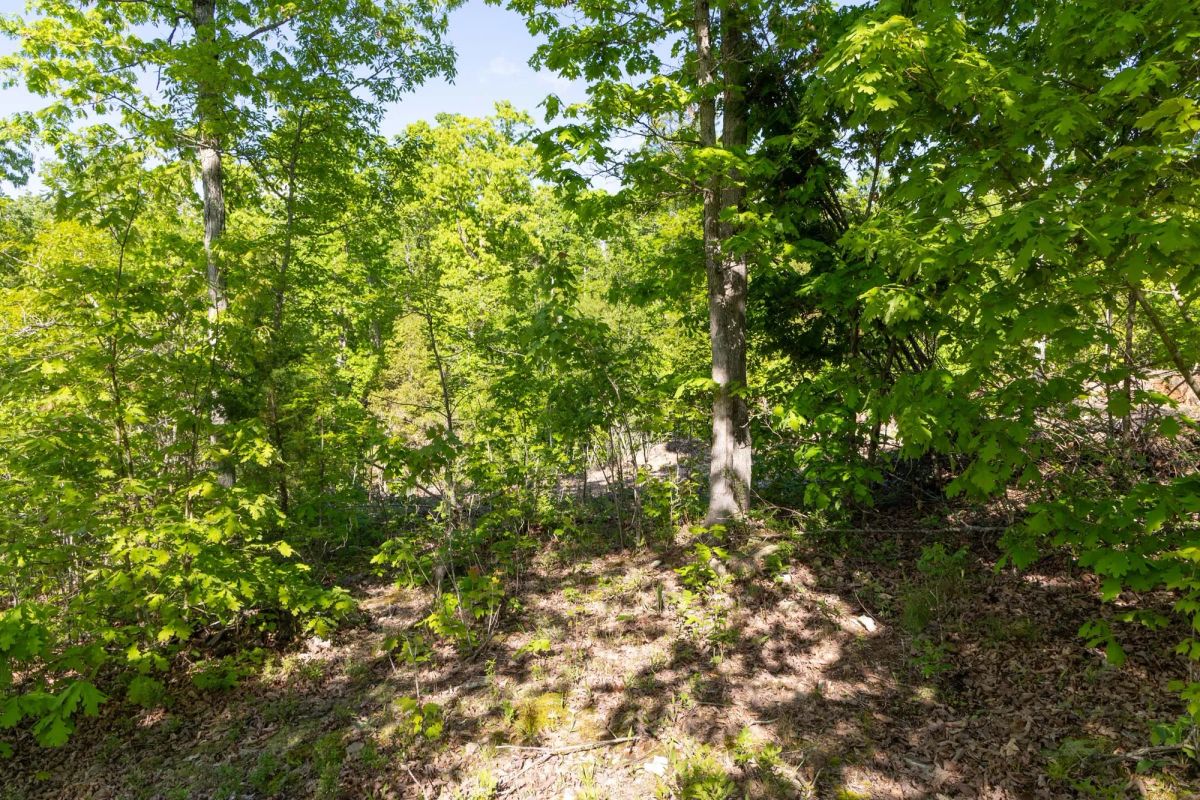 Decorative background for Sleepy Hollow Phase II Tract 63 image 13