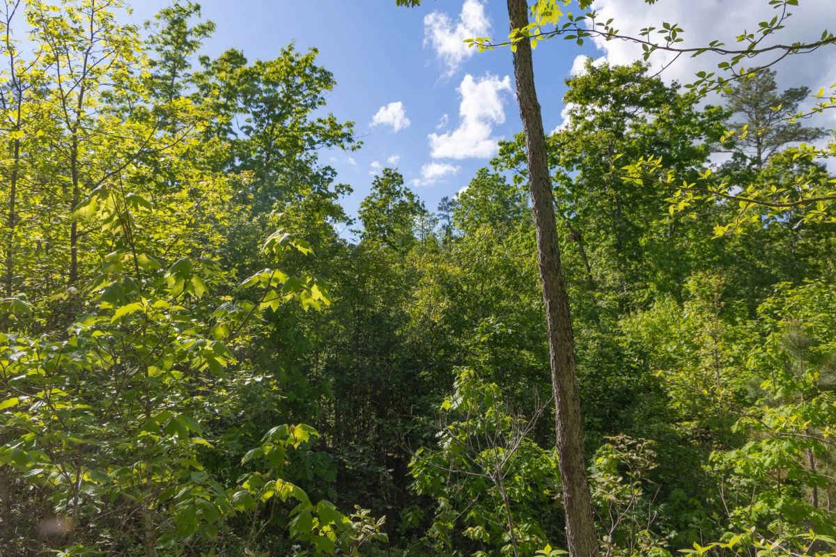 Decorative background for Sleepy Hollow Phase II Tract 63 image 15