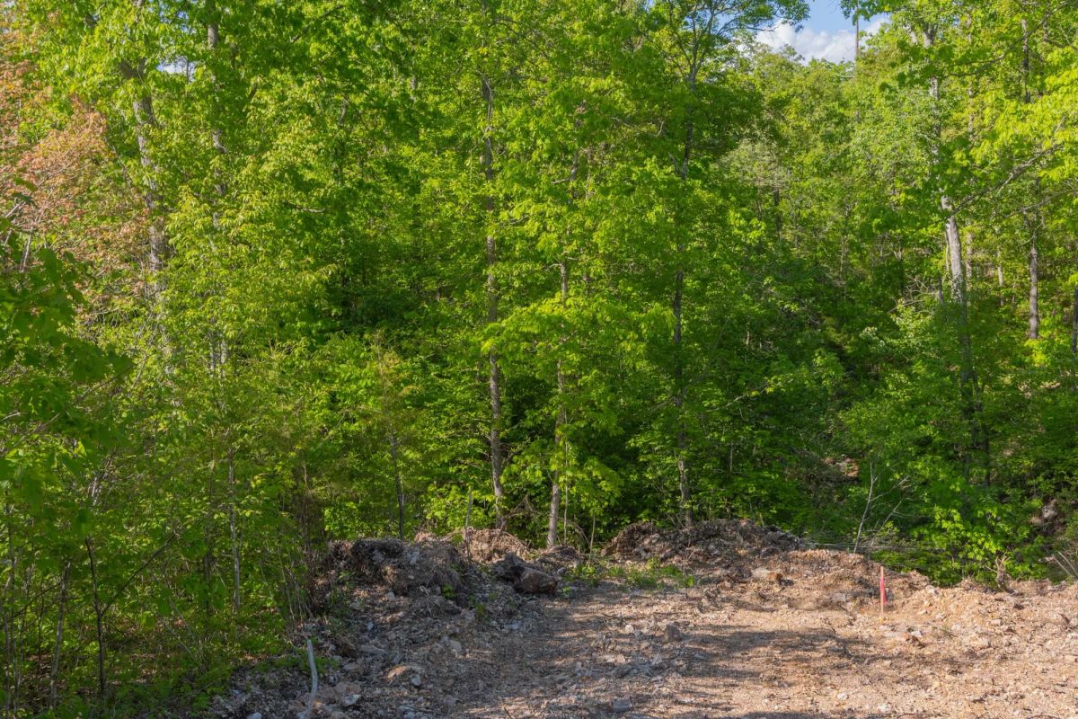 Decorative background for Sleepy Hollow Phase II Tract 63 image 16