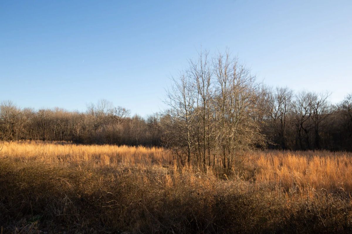 Decorative background for Painted Horse Tract 42 image 5