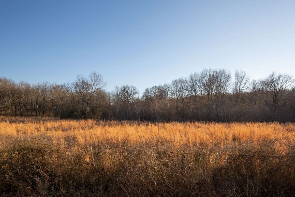 Decorative background for Painted Horse Tract 42 image 10