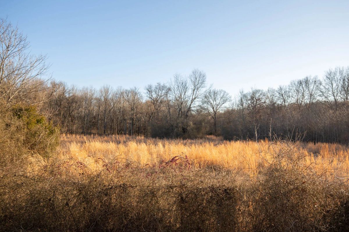Decorative background for Painted Horse Tract 42 image 13