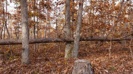 Hawkcrest Tract 30 in Reynolds County, MO