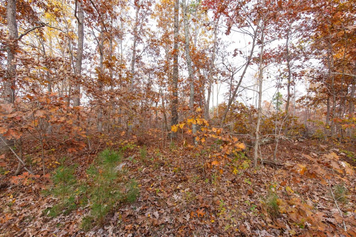 Decorative background for Hawkcrest Tract 30 image 5