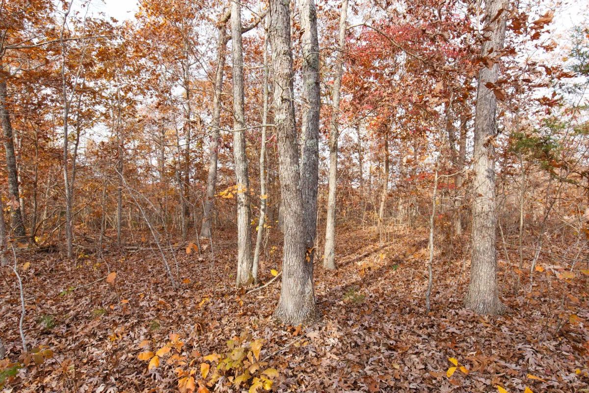 Decorative background for Hawkcrest Tract 30 image 6