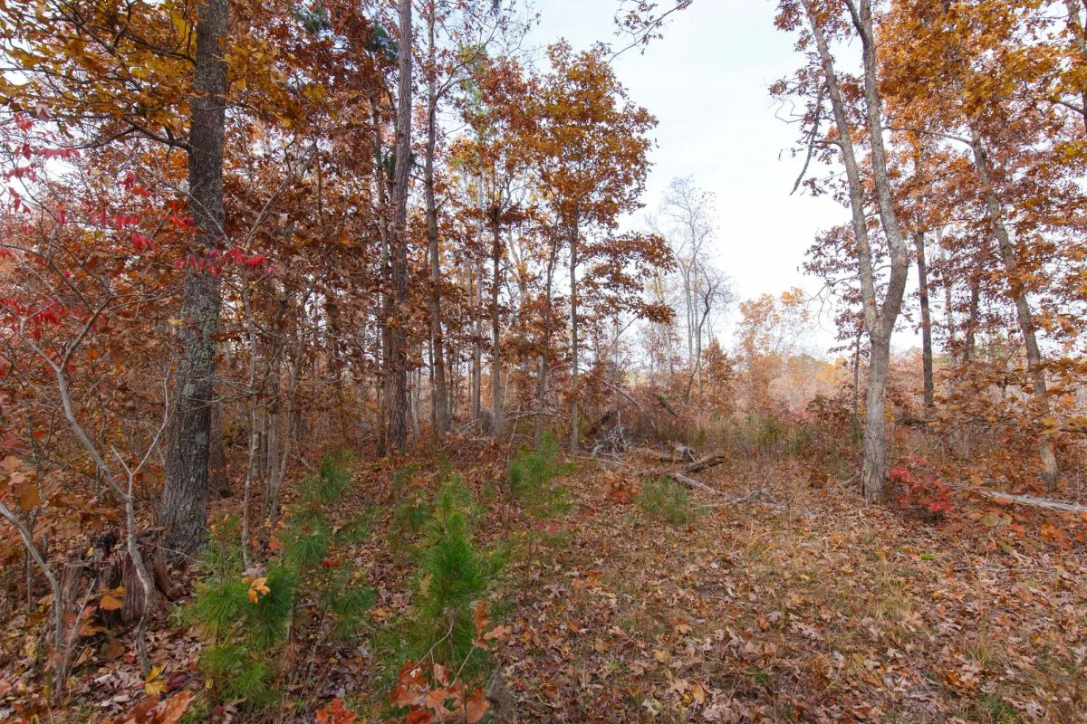 Decorative background for Hawkcrest Tract 30 image 7